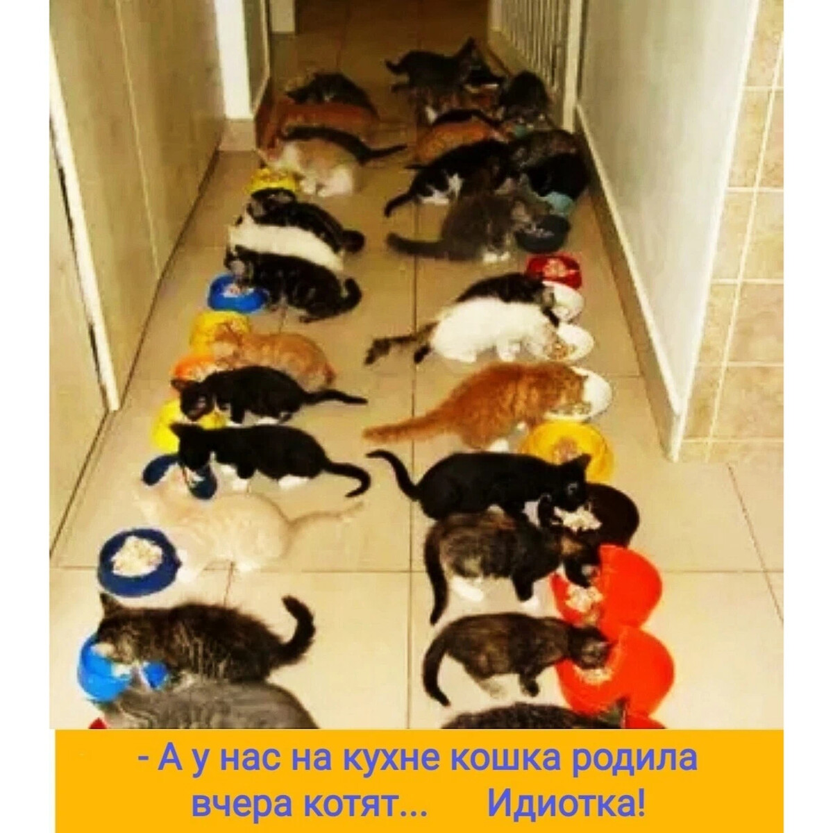 Дом первый день. Котенок который много съел. Котам нельзя с котами нельзя. 4 Кота в квартире.