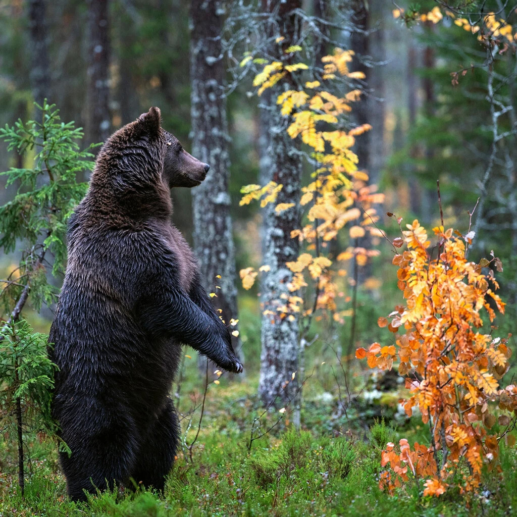 Фотография медведя в лесу