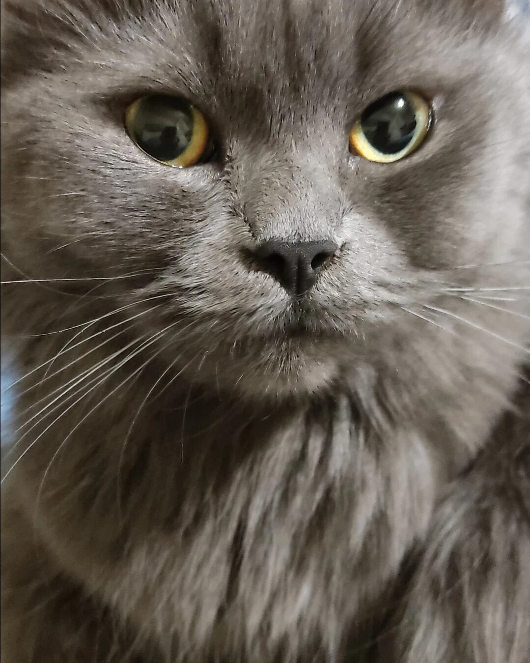 Котокод отзывы