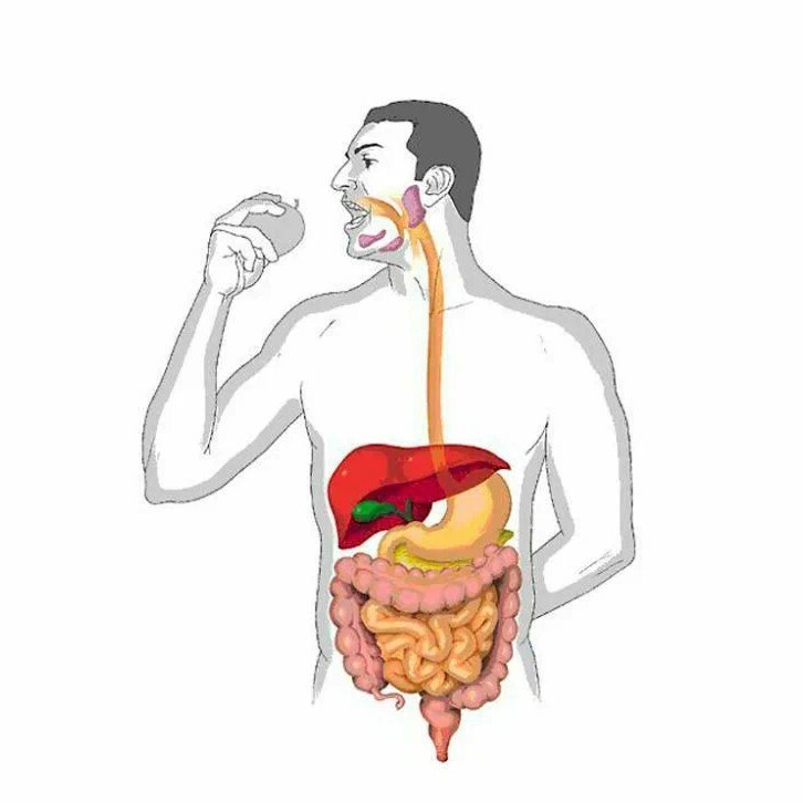 Пищевая система человека рисунок