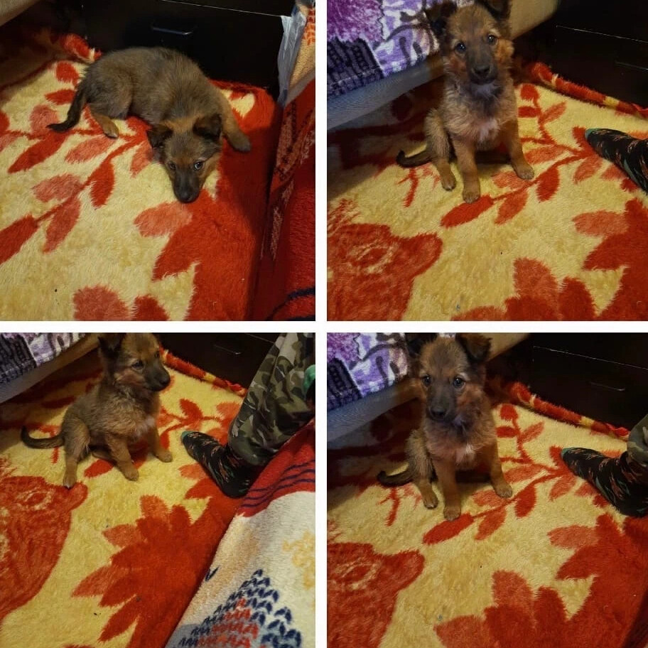 кот и пес приют территория надежды бурятия. кот и пес приют территория надежды бурятия. собака келпи рыжий пес. бездомные животные в приюте фото. кот и пес приют территория надежды бурятия.