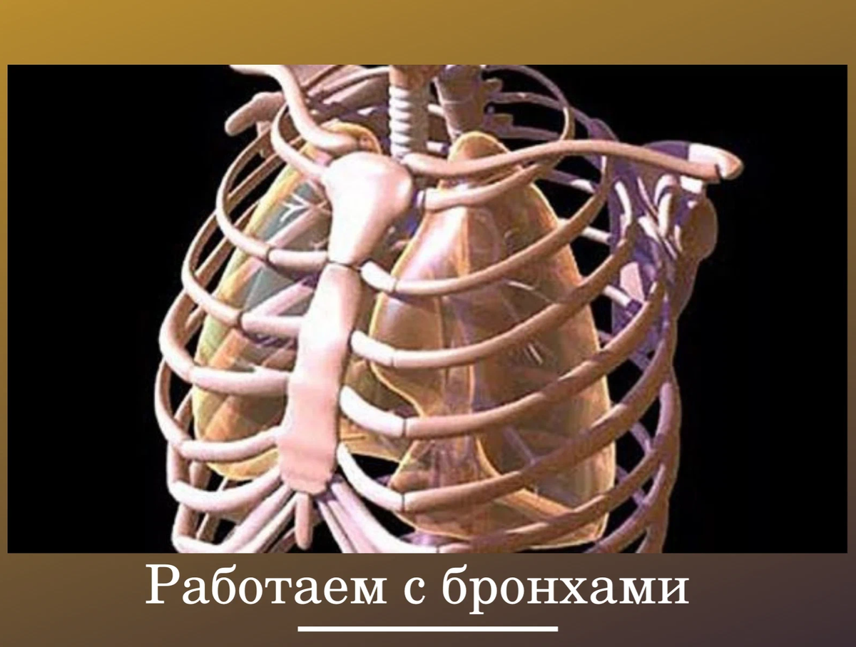 Сколько ребер у человека у мужчин. Анатомия ребер грудной клетки. Грудная клетка, рёбра, Грудина. Анатомия человека грудная клетка ребра. Грудная клетка человет.