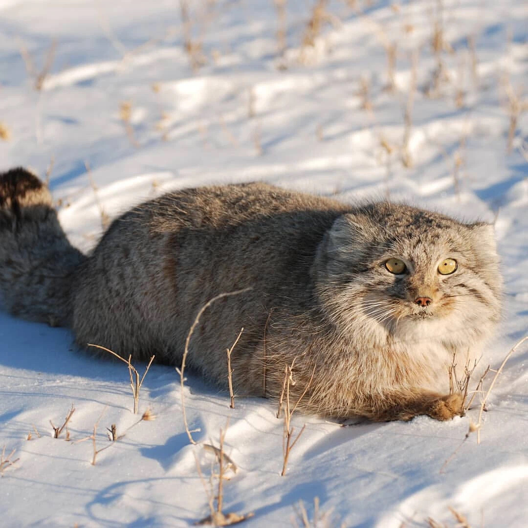 дикие кошки казахстана