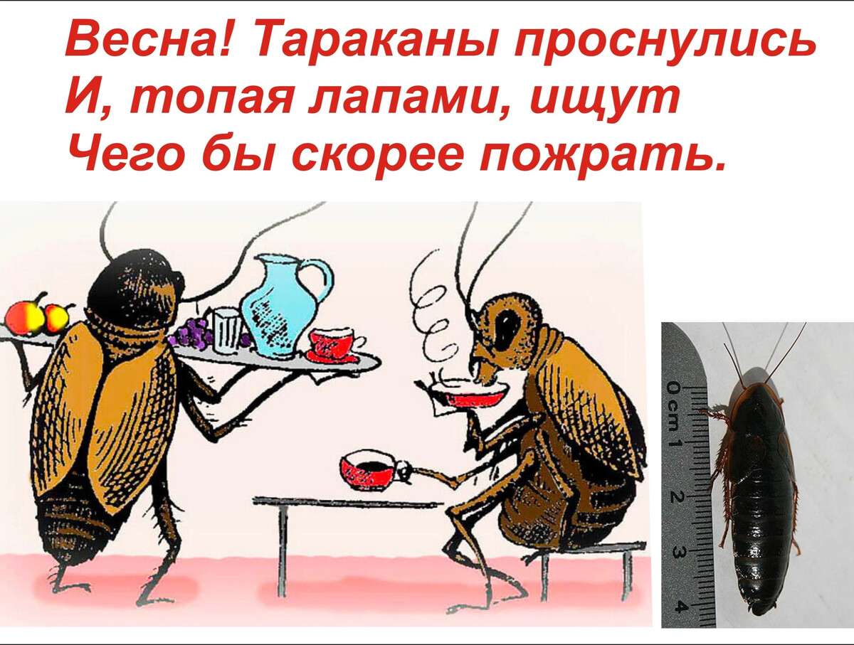 Тем, кого достали рыжие тараканы, могу сказать, что вам повезло: вы не  знакомы… | Смехом по жизни. | Дзен