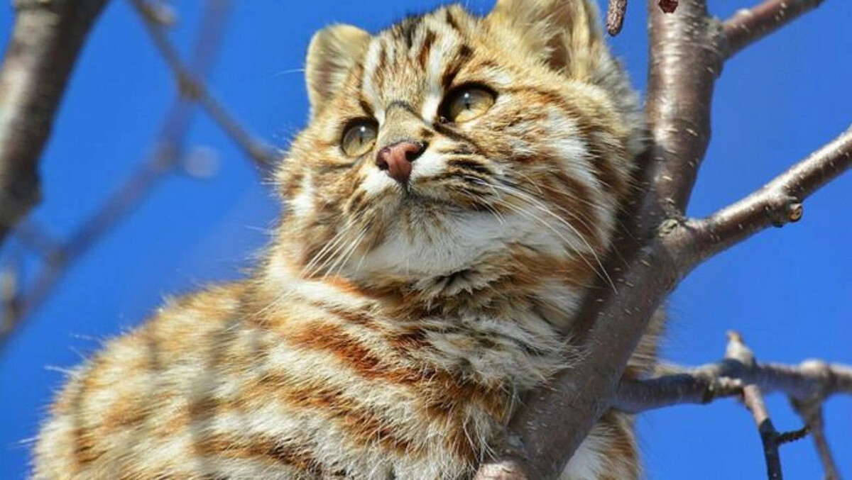 Далекий кот. Дальневосточный Лесной кот (Prionailurus bengalensis euptilurus). Амурский Лесной кот. Амурский дикий Лесной кот. Уссурийский Лесной кот.