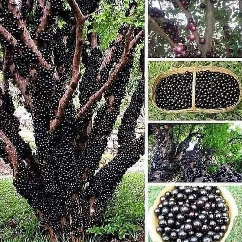 Виноградного дерева Жаботикаба