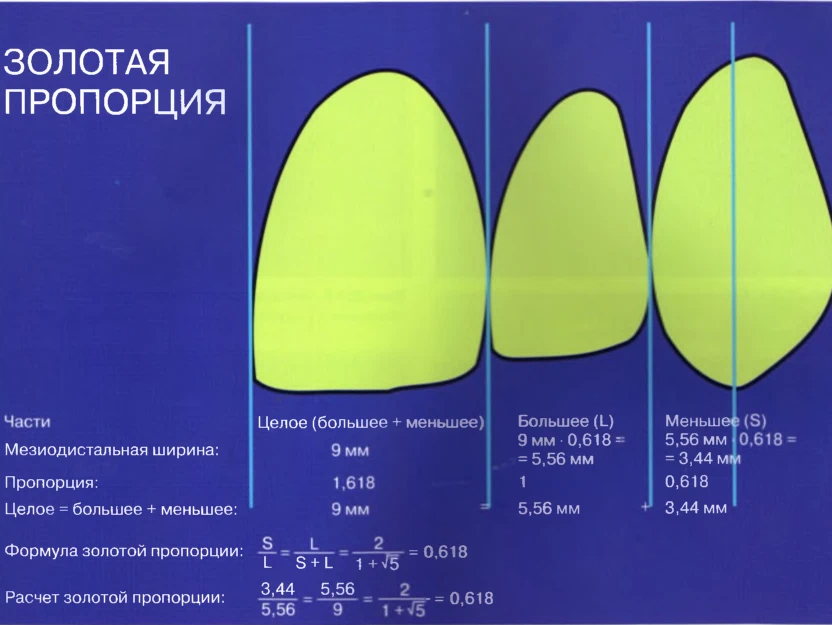 Длина ширина канала. Золотое сечение в стоматологии. Размеры фронтальных зубов. Ширина фронтальных зубов.