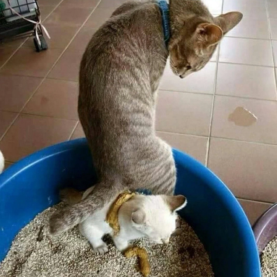 Жрет какашку. Кот какает. Кошачий лоток с фекалиями. Милые котята в какашках