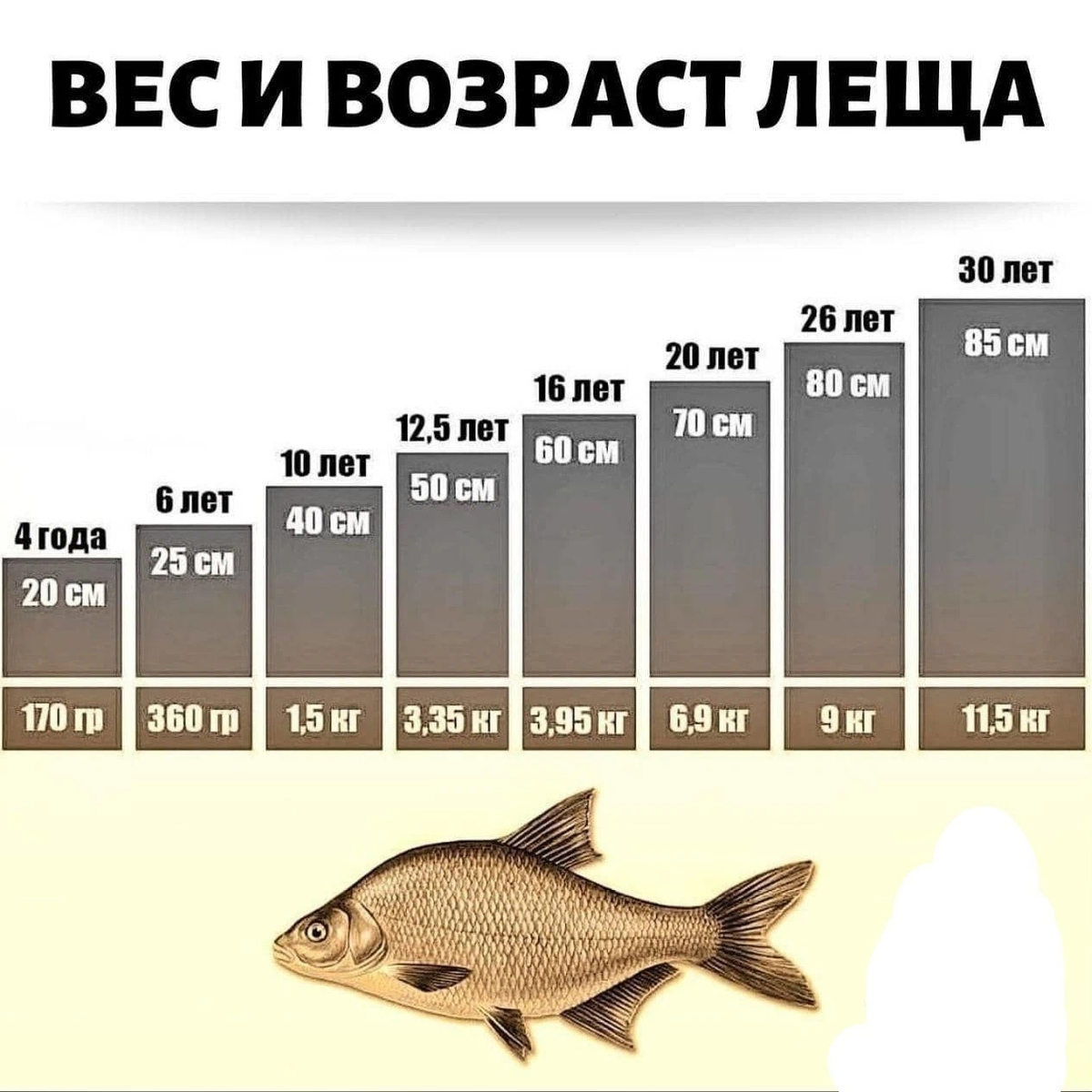 Температура карпа. Вес и Возраст леща. Лещ 1 кг размер. Размер леща по годам. Возраст леща по весу.