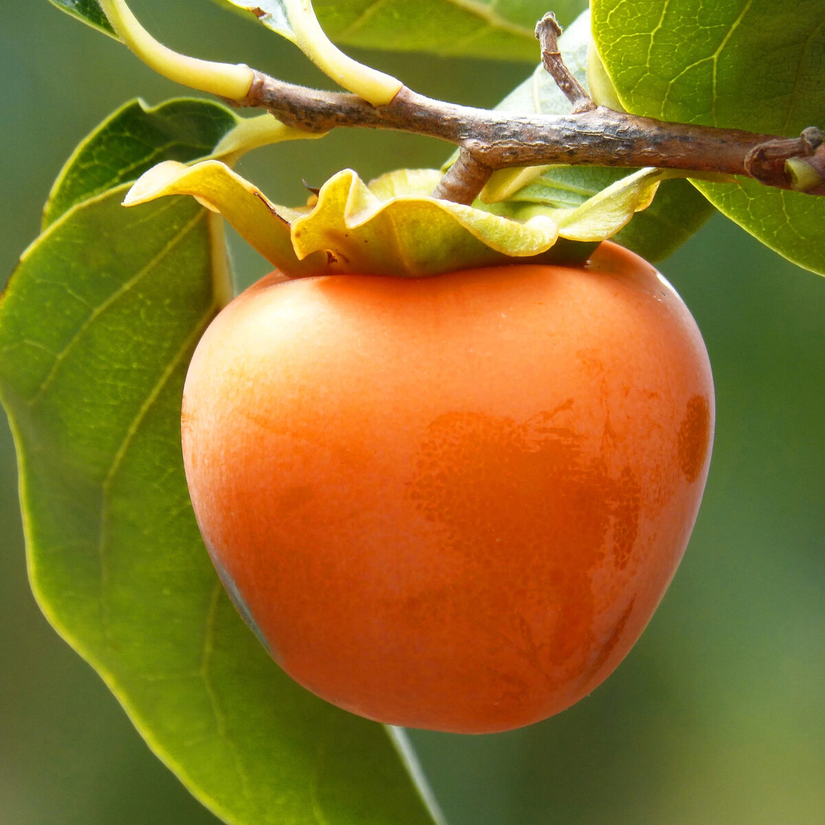 Класс хурмы. Класс хурмы. Хурма персимон. Хурма персимон дерево. Хурма персимон.