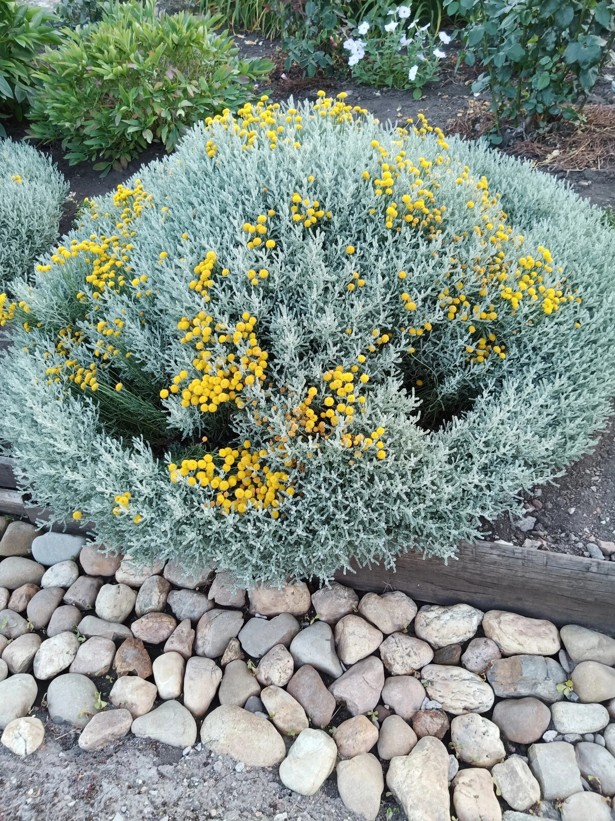 Сантолина Серебристая фото 14