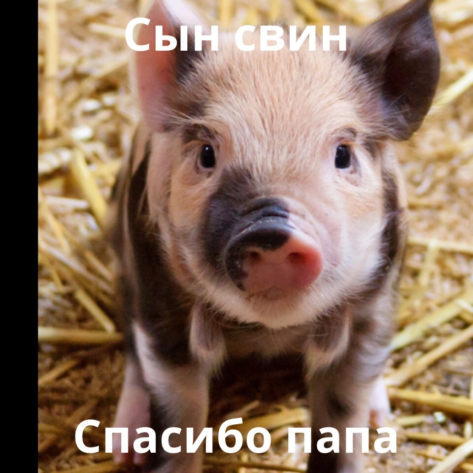 Pig sound. Pig sound. Звук свиньи. Стрижка свиньи. Хрюканье поросенка.