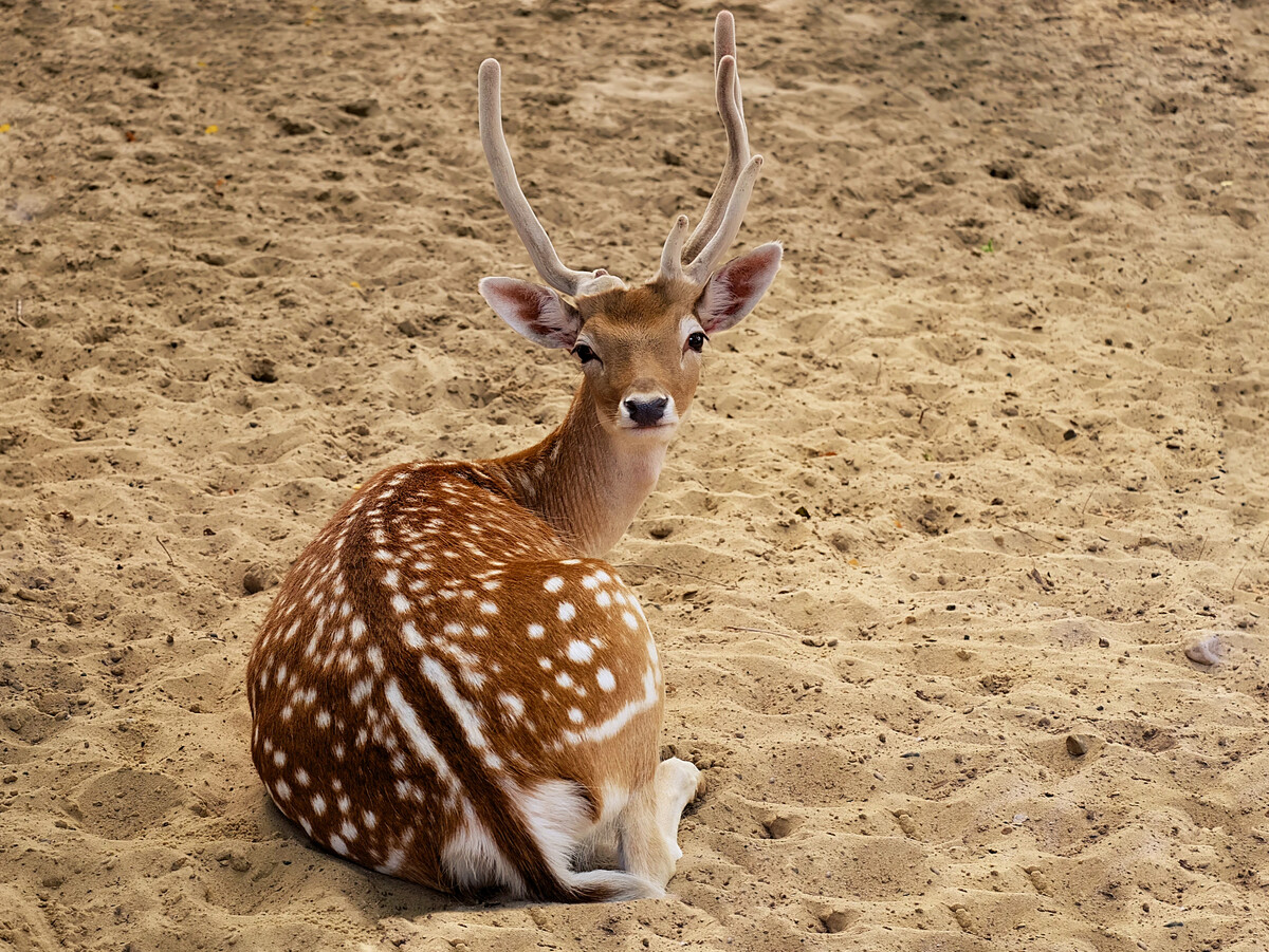 Олень вопрос. Олененок со спины. Спина пятнистого оленя. Пятнистые животные с белой спиной. Девочек на спине оленя.