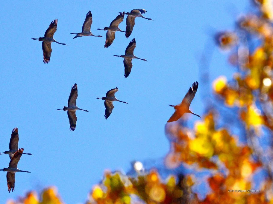 летите в теплые края. перелетные птицы клин вереница стая. перелетные птицы улетают в теплые края. журавлиный клин живопись. летите в теплые края.
