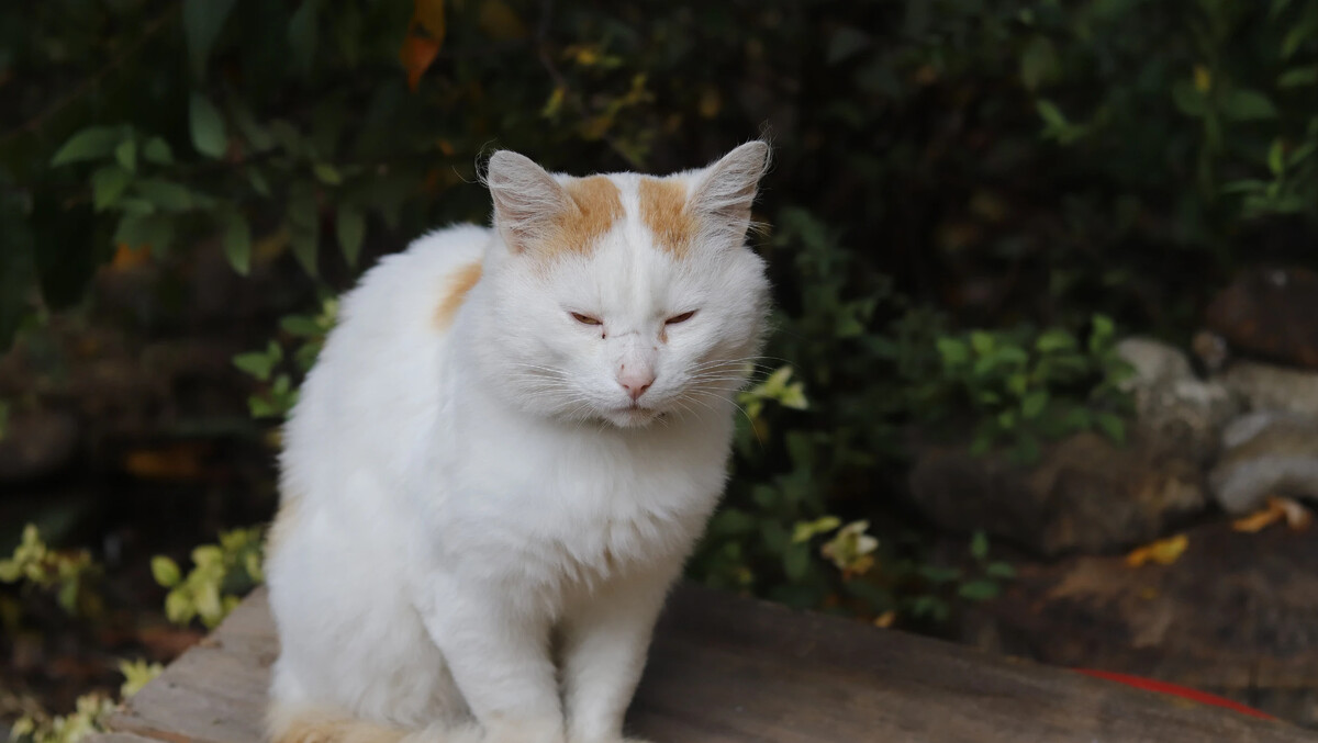 Просыпаюсь я рано. Порой еще нет пяти утра, а мне уже не спится. Вернее ...