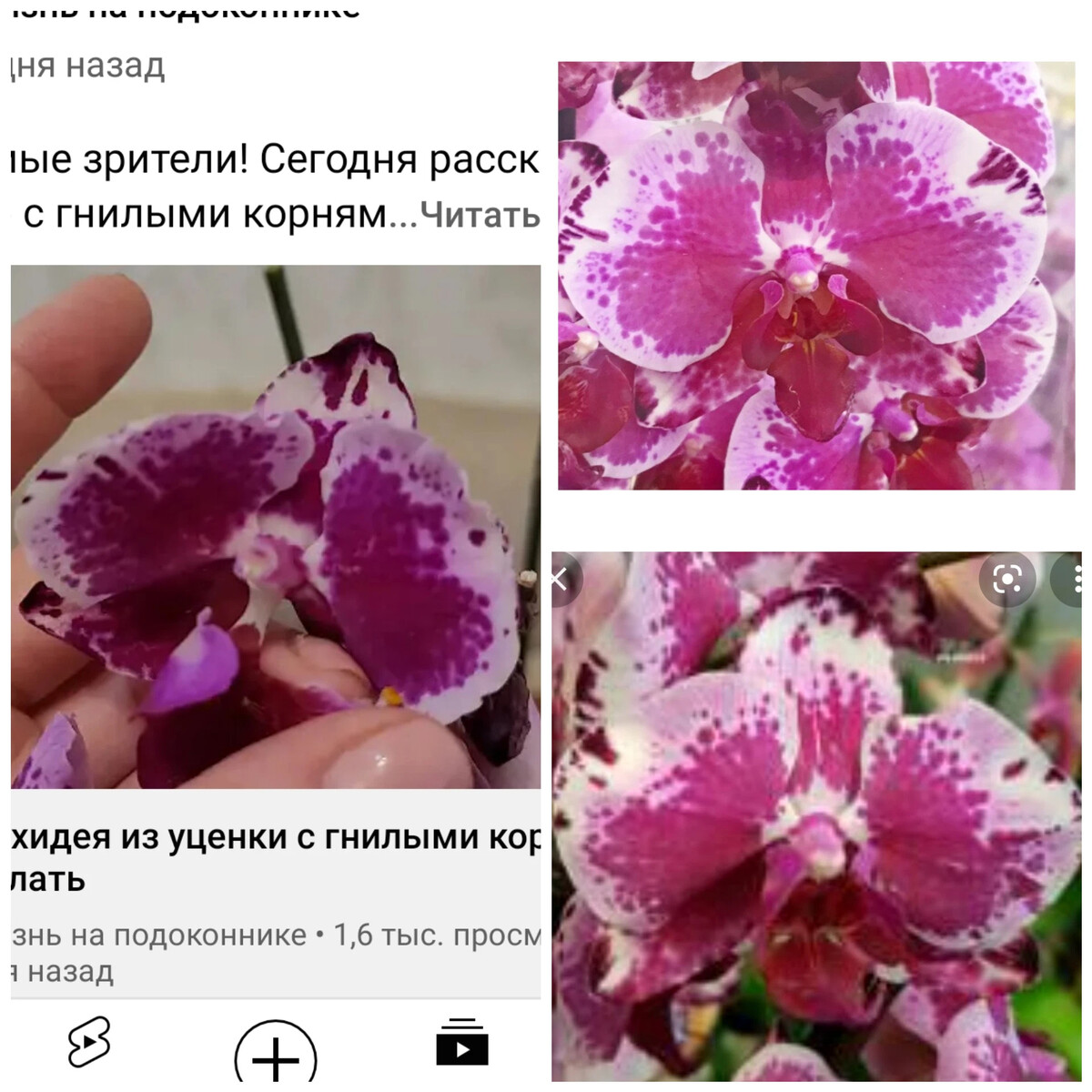 Фаленопсис Дрим Глори