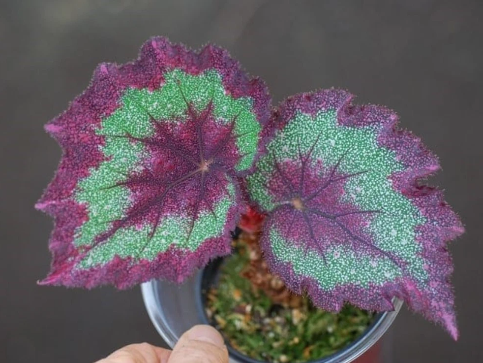 🦚Бегония "Изумрудная Волна" (Begonia rex hybrid 'Emerald Wave’)🦚 Один ...