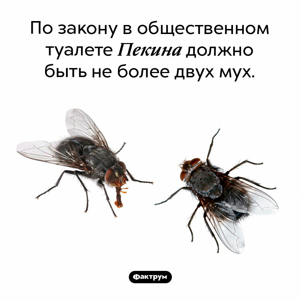 Мухи в туалете