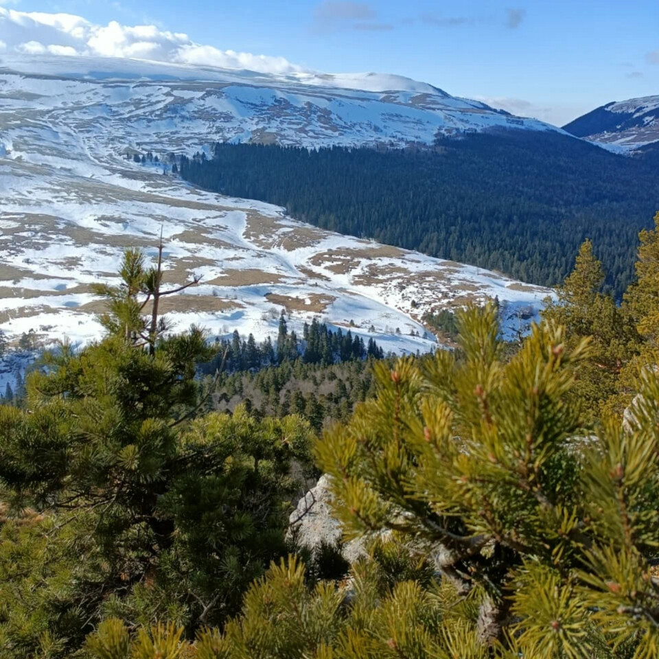 Самшитовые леса Лаго Наки