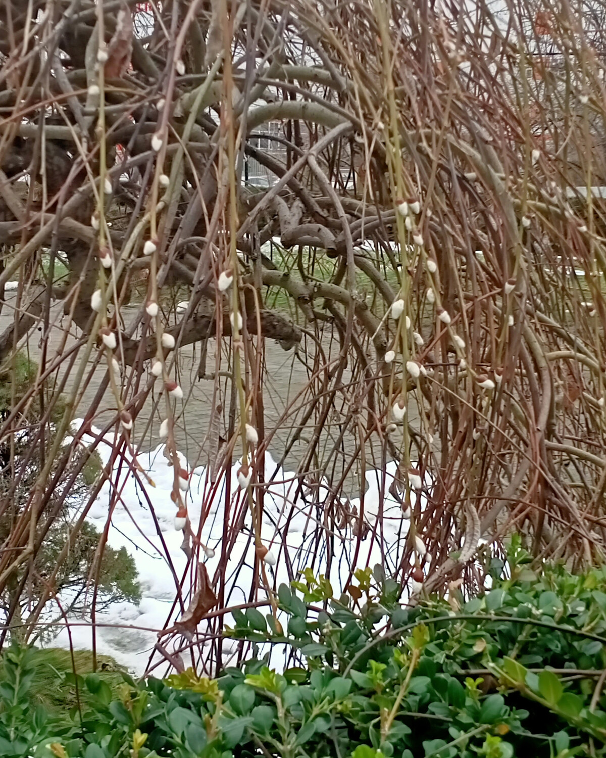 в воздухе запахло весной. девушка с подснежниками. пахнет в воздухе весною и цветами. пахнет в воздухе весною и цветами. подснежники в снегу.