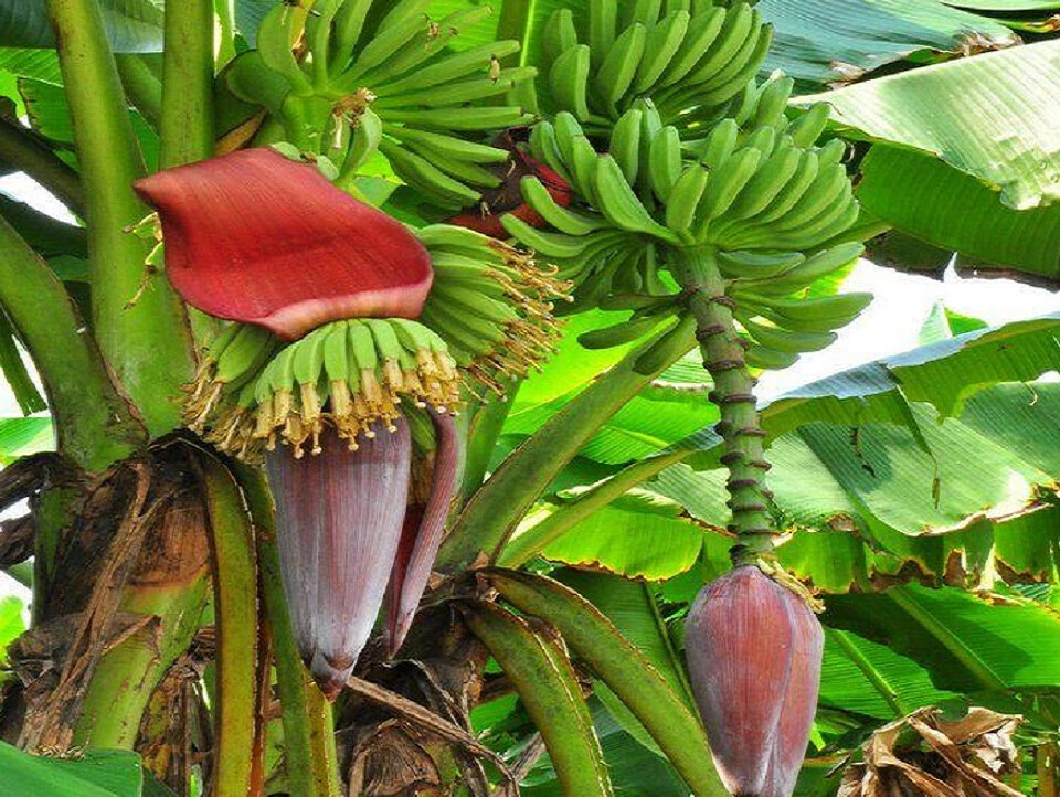 Как цветет банан. Банановое дерево цветет. Тропические комнатные растения. Банан комнатное растение. Экзотические комнатные цветы.