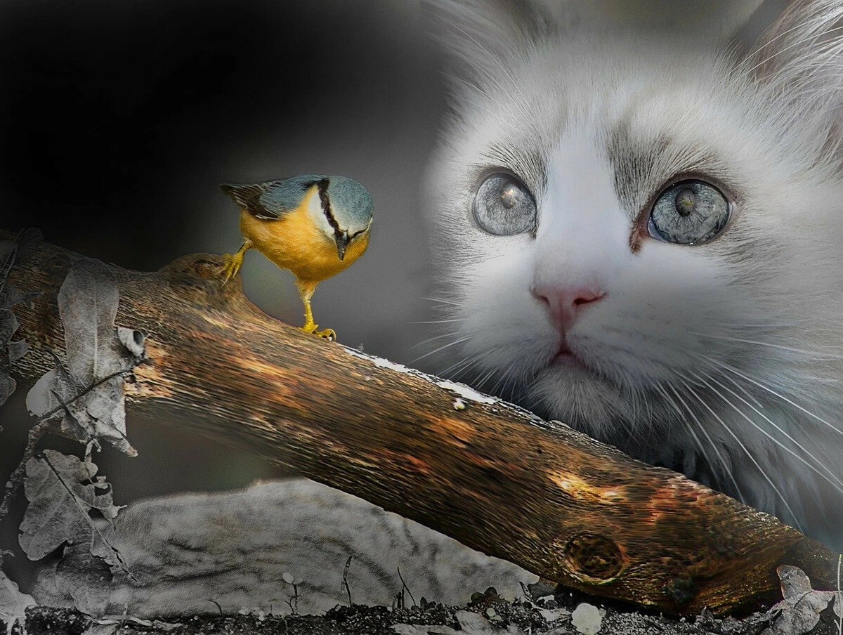 Летающие птички для кошек. Кошка и птица. Птички для кошек. Котик и птичка. Кот и синица