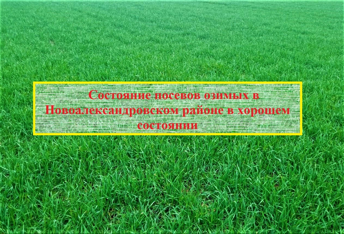 Посев озимой пшеницы. Озимая пшеница задохнулась.