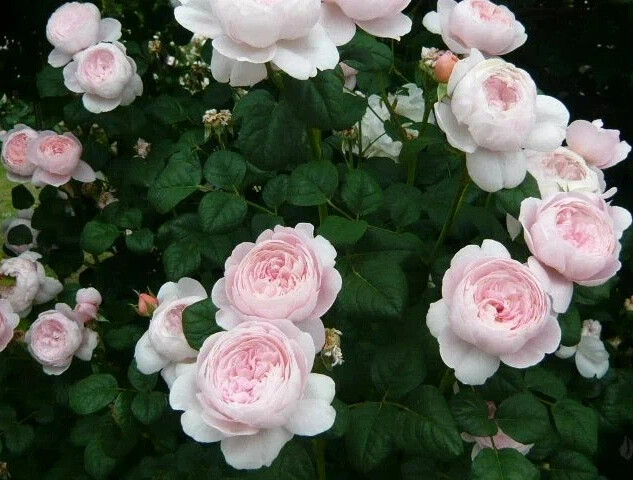 Королева швеции роза фото описание