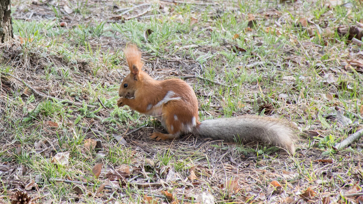 Питерские белки. Шубки беличьи носила. Кудяблики. Шубки беличьи носила. Зимняя шубка белки.