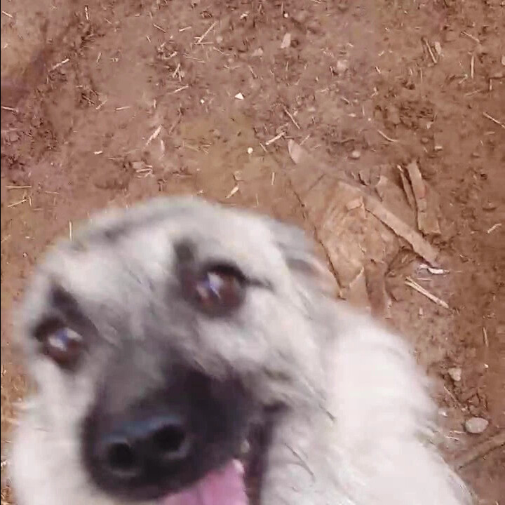 приют спасенная душа астрахань