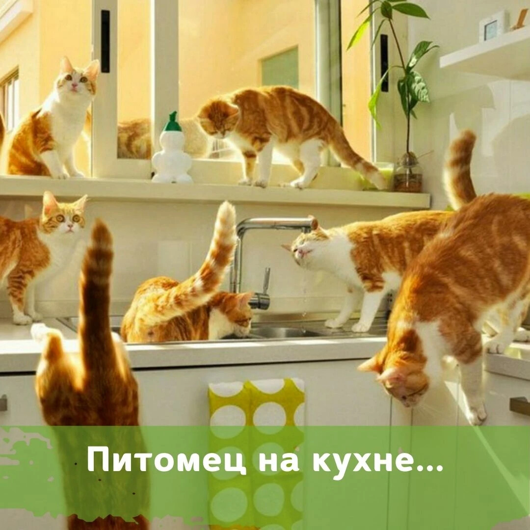 Кот много ест. Кошка на кухне. Котик на кухне. Смешной кот на кухне. Рыжий кот на кухне.