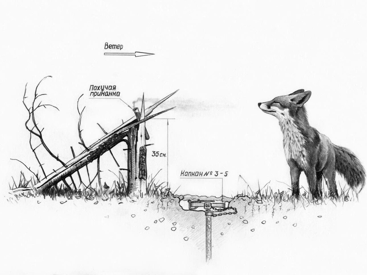 Как приманить зверя к капкану? Запах еды работает плохо, если зверь сыт ...
