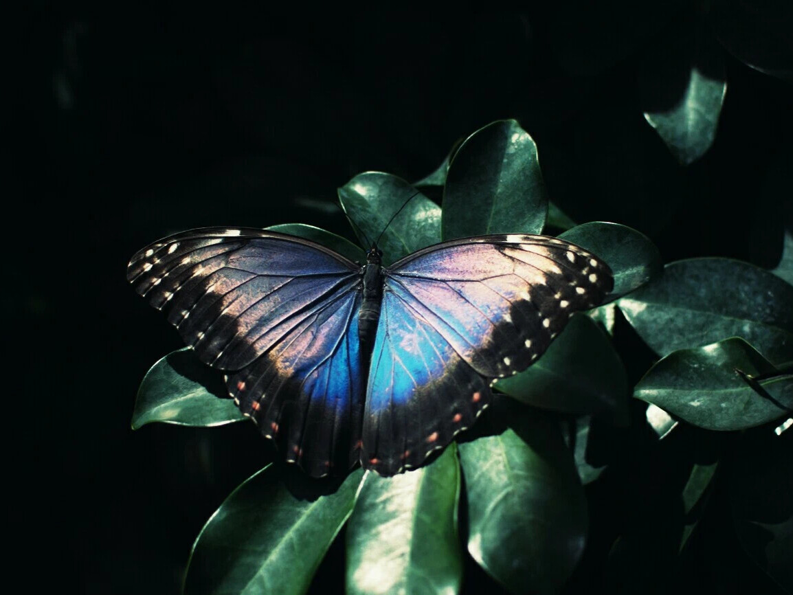 Песни бабочка ночь. Бабочка ночью. Красивые бабочки ночью. Ночной лес с бабочками. Ночные бабочки в ночном лесу.