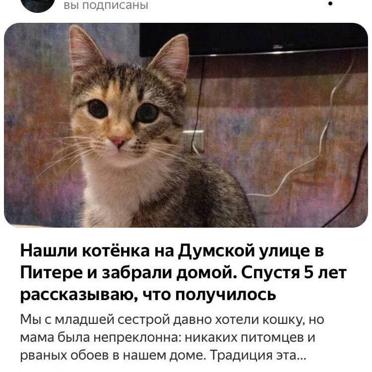 Принеси кота