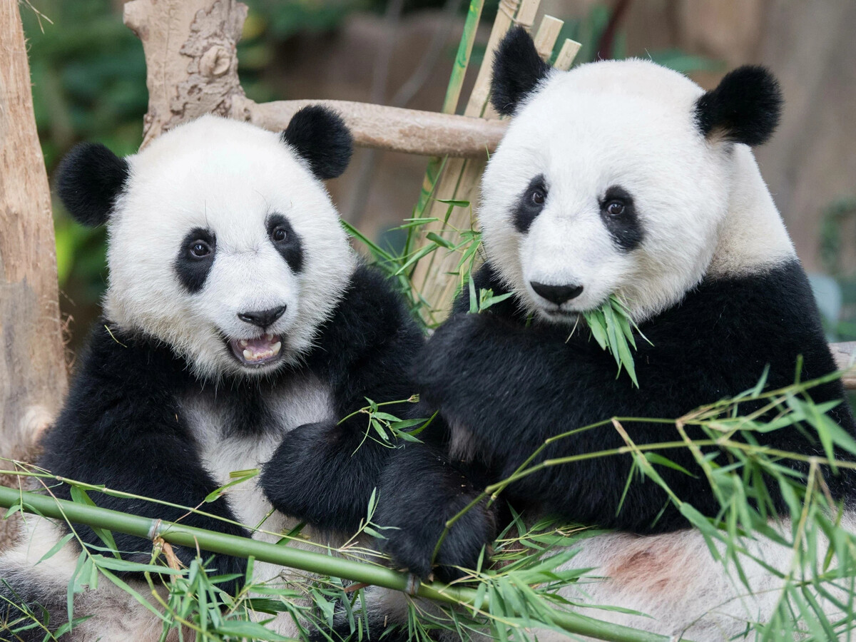 Панда сколько детенышей. Большая Панда с детенышем. Шанхайский зоопарк панды. Гигантская Панда. Большая китайская Панда.