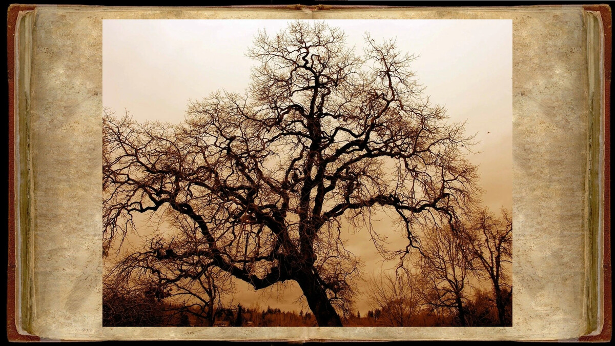 дуб который не должен засохнуть. дали дуба. значение дуба для человека. ламинат kastamonu "ruby" 33кл. ветвистое дерево.