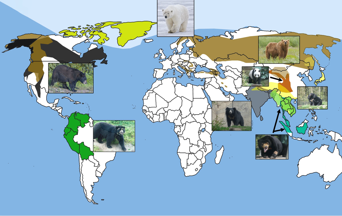 Животные россии на карте. Животные россии на карте. Животные разных континентов для дошкольников. Карта животных. Животный мир на карте мира.