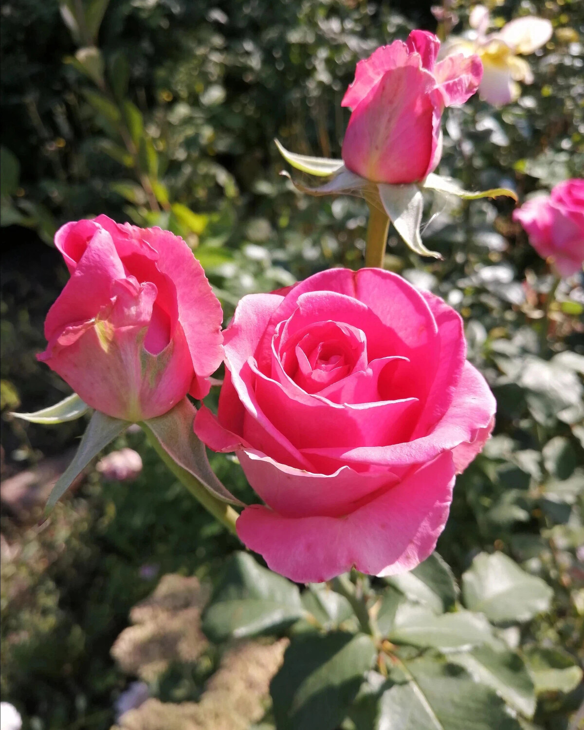 Роза чайно-гибридная ШОК Версилия