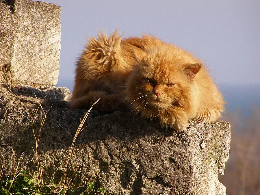 Рыжий кот 20. Рыжие коты Крым. Рыжий кот дзен. Рыжие коты Крым лето.