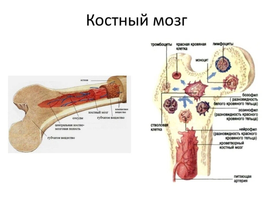 Костный мозг где. Красный костный мозг расположен в губчатом веществе. Кроветворная функция костного мозга. Красный костный мозг функции расположение. Красный костный мозг структура функции.