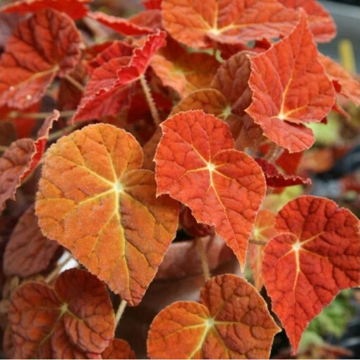 Бегония autumn ember фото