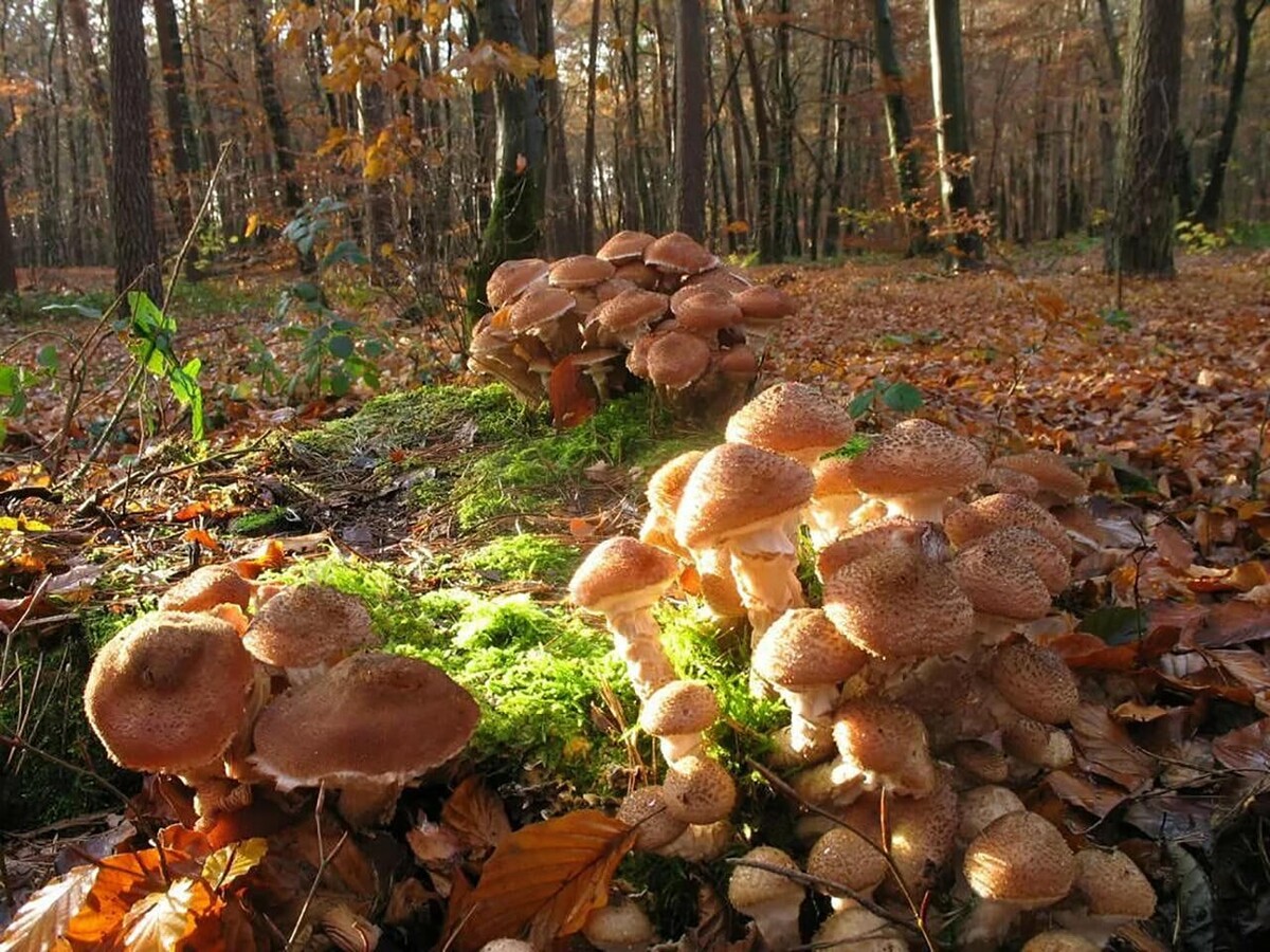 Армиллярия (Armillaria ostoyae)