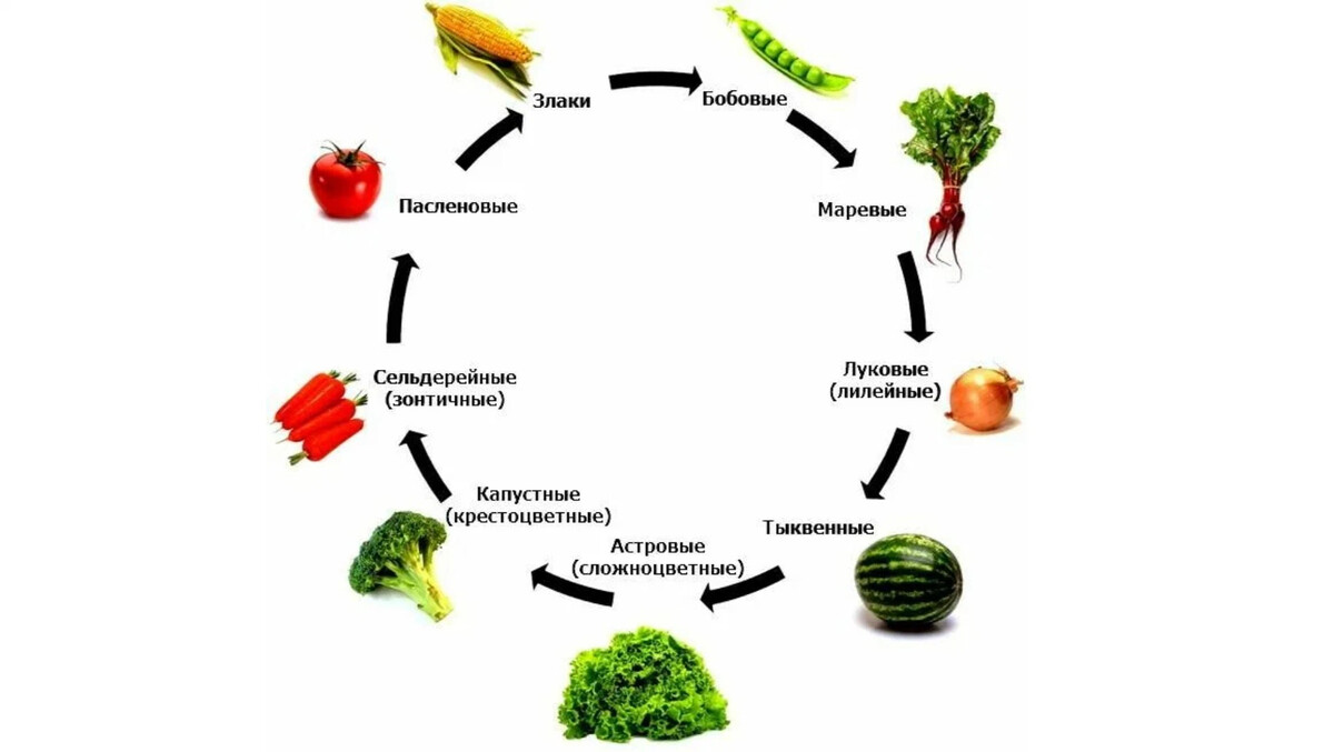 Как составлять овощной севооборот