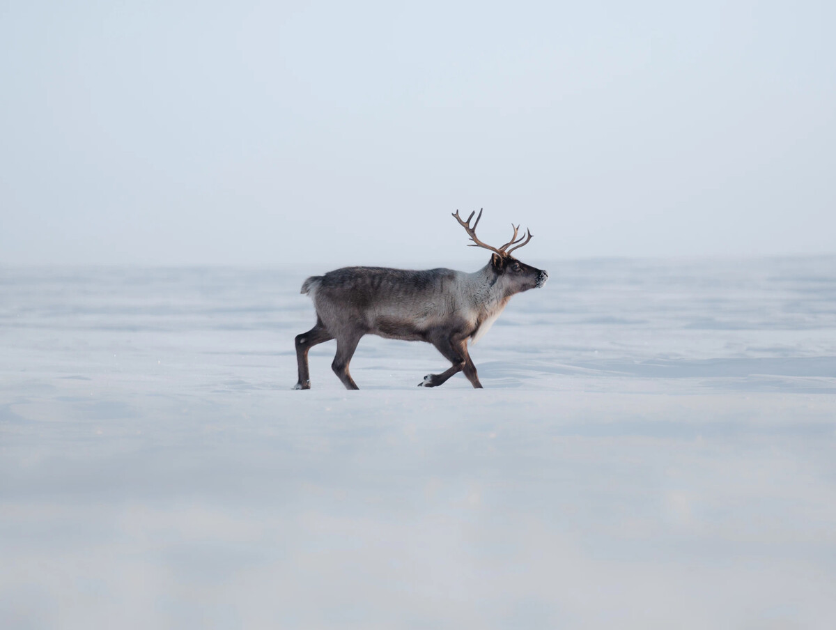 движение оленя