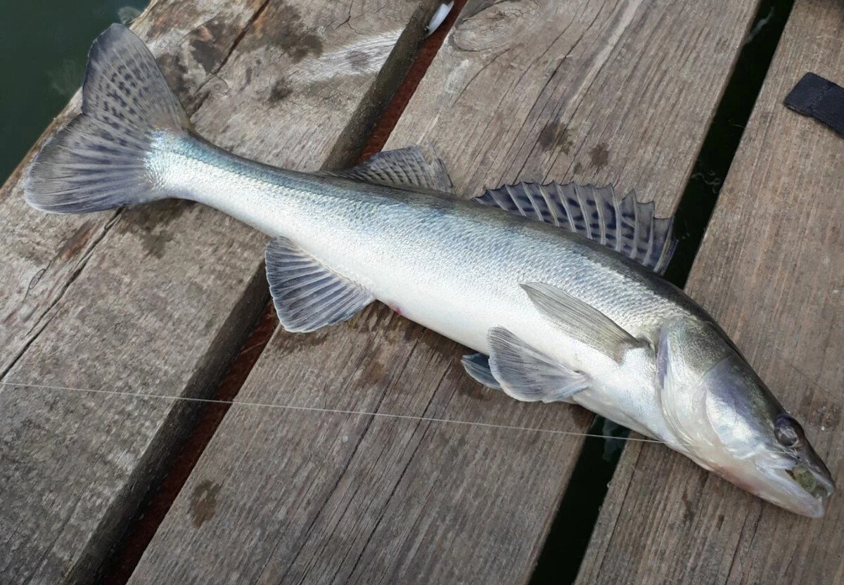 Джиги для рыбалки на судака. Джиги для рыбалки на судака. Судак на джиг. Фото судака весной. Ловля судака на финском заливе.