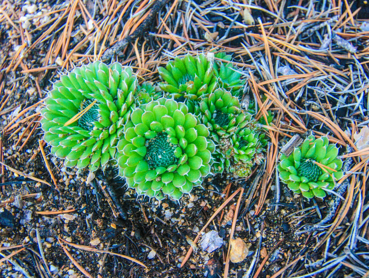 Молодило (Sempervivum)