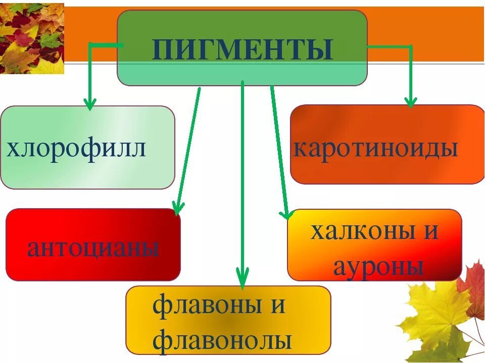 Пигменты клеток растений. Каротиноиды пигменты растений. Пигменты это в биологии. Классификация растительных пигментов. Пигменты листа растения.