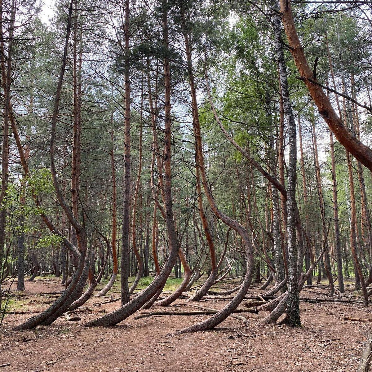 Пьяный лес в рязанской области фото