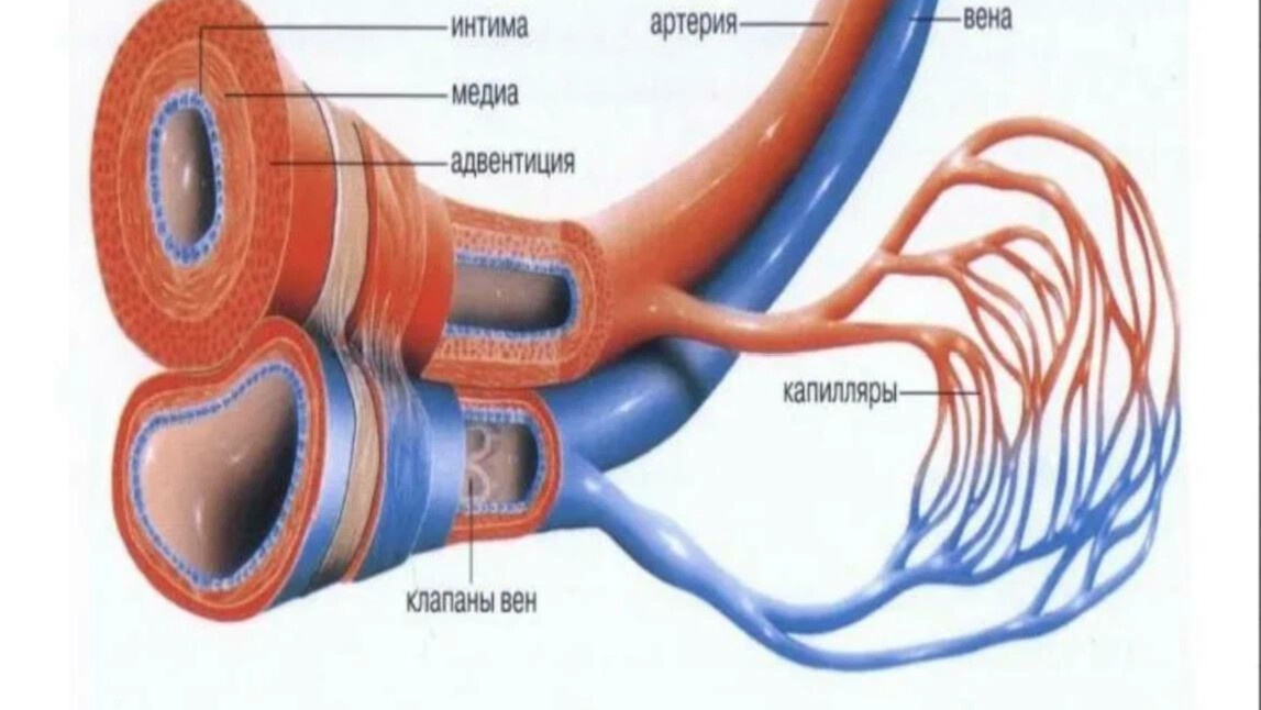 Diferencia entre vena arteria y capilar