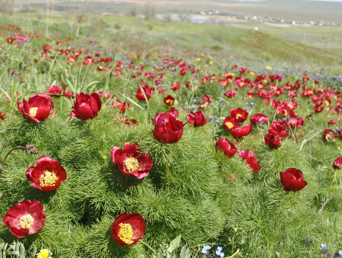 Дикий пион в крыму фото